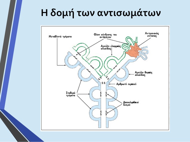 Η δομή των αντισωμάτων