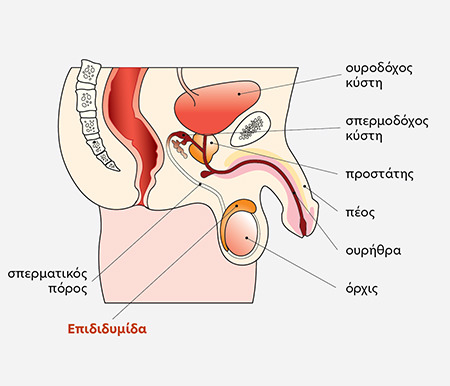 Έλεγχος α-γλυκοσιδάσης Ανδρικό αναπαραγωγικό σύστημα